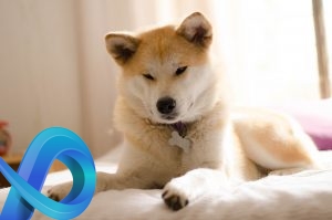 Akita Inu sur le lit