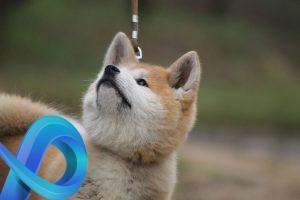 Akita Inu attentionné