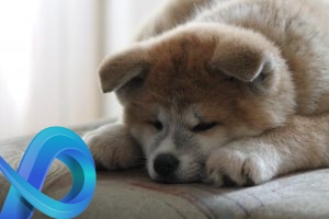 Trop mignon non