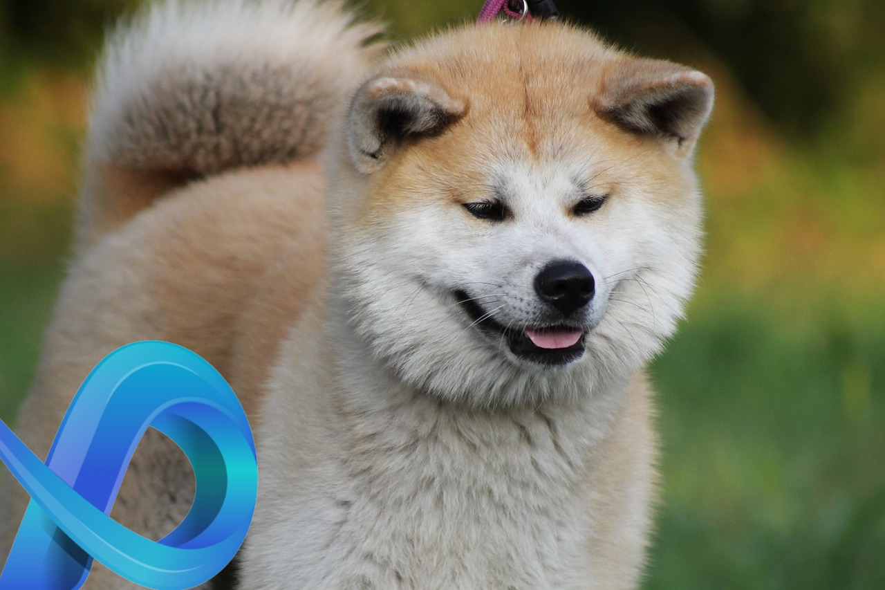 Akita Inu, le chien qu'on a trop envie de câliner !