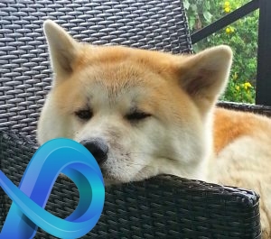 Akita Inu, tête posée sur une chaise