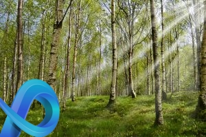 Forêt de bouleaux