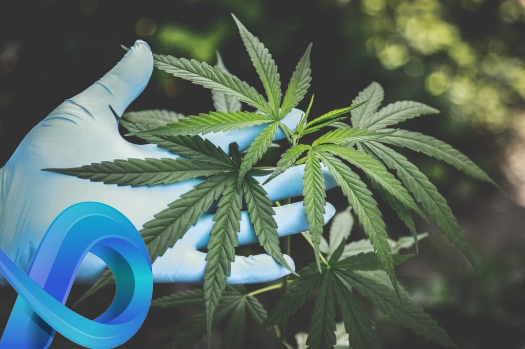 fleur de cbd