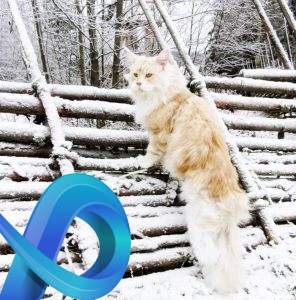Lotus le Maine Coon star