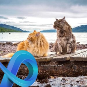 Artémis et Apollo sont de très gros chats