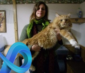 Les Maine Coon sont vraiment grands