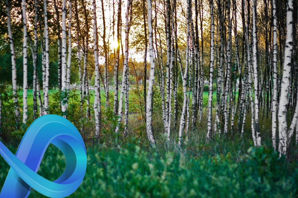 Vertus de la sève de bouleau